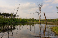 Grafenwald