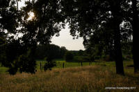 Grafenwald