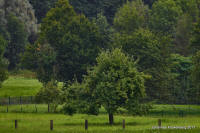 Grafenwald