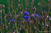 Grafenwald