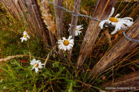 Grafenwald