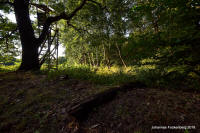 Grafenwald