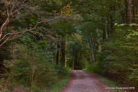 Grafenwald