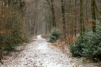 Grafenwald