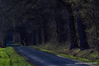 Grafenwald