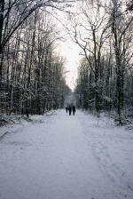 Waldweg im Schnee