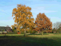 Baum mit Herbstlaub