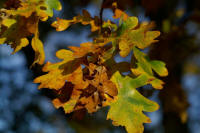 Grafenwald