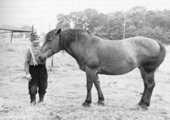 Josef Heimath und sein Pferd 'Lotti'